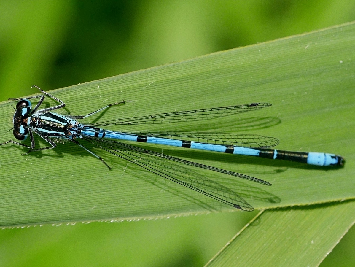 2nd. -  Dave Robinson